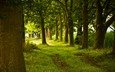 деревья, природа, лес, фото, дорожка, ствол