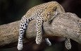 леопард, весит, на дереве