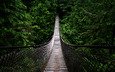 лес, мост, яма