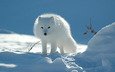 природа, обои, тундра, песец, полярная лисица, арктическая лиса