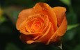 роса, роза, оранжевая, яркая. капли