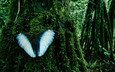 дерево, бабочка, мох, madidi national park, боливия