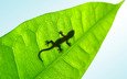лист, lucky gecko, ящерка