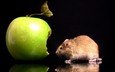 отражение, черный фон, мышь, яблоко, укус, мышка