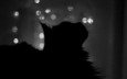 ночь, кот, кошка, чёрно-белое, профиль, силуэт, окно