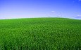небо, трава, зелёный, поле, горизонт