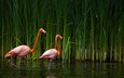 озеро, фламинго, птицы, калифорния, тростник, sacramento zoo
