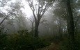 дерево, лес, туман, тропинка