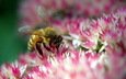 цветок, розовый, пчела