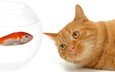 кот, мордочка, кошка, взгляд, белый фон, рыжий, аквариум, рыбка
