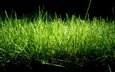 природа, зелень, обои, трава макро, нежные тона, приятный фон на рабочий стол
