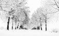 деревья, снег, природа, дерево, зима, вид, зимние обои, метель