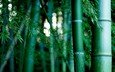 природа, обои, бамбуковая роща