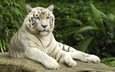 тигр, белый, камень, сытый, белый тигр