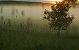 трава, дерево, утро, туман, рассвет