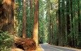 дорога, деревья, природа, обои, лес, nature wallpapers, деревь, автодорога