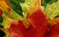 цвета, лес, макро фото, листья, парк, листва, листок, осень, nature wallpapers, листопад, leaves macro, autumn style