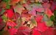 листья, макро, фото, осень, осенние обои
