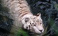 тигр, вода, белый