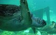 черепаха, океан, подводный мир