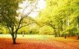 деревья, солнце, лучи, парк, осень, красота, тропинка, листопад, best season