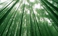 небо, деревья, зелёный, листва, бамбук
