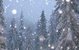 деревья, снег, зима, елки