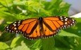 насекомое, листва, лето, бабочка, крылья, мотылек