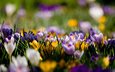 цветы, поляна, весна, желтые, фиолетовые, крокусы