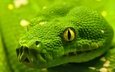 макро, змея, глаз, рептилия, удав, emerald tree boa