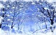 рисунок, деревья, снег, зима