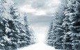 дорога, деревья, фонари, снег, зима, winter way