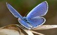 макро, насекомое, синий, бабочка, крылья, лист