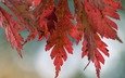 природа, дерево, листья, макро, фото, осень