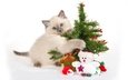 новый год, елка, мордочка, кошка, взгляд, подарки, котенок, снеговик, игрушки, голубые глаза, лапки, ёлочка