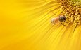 макро, насекомое, цветок, лепестки, крылья, подсолнух, пчела, крупным планом