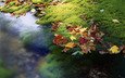 вода, листья, ручей, осень, япония, мох