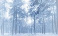 деревья, снег, лес, зима, иней, сосны, просвет, морозно