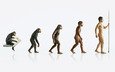 человек, обезьяна, эволюция