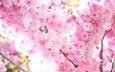 свет, цветы, солнце, дерево, цветение, ветви, весна, розовые, сакура, нежность