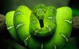 природа, зелёный, макро, змея