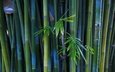 стволы, бамбук, растение