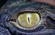 глаз, крокодил, рептилия, крупным планом, пресмыкающиеся