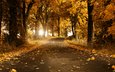 дорога, деревья, листья, осень, швеция