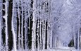дорога, деревья, снег, природа, обои, лес, зима, настроение, фото, настроения, дороги, парки, аллея, зимние, аллеи