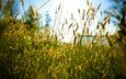 трава, лето, through the grass
