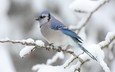 ветка, снег, зима, птица, сойка, голубая сойка
