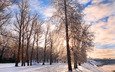 деревья, снег, природа, зима, парк