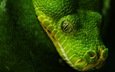 зелёный, черный, змея, глаз