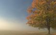 дерево, туман, поле